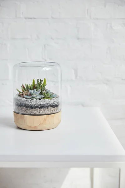 Green Succulent Glass Cover Wooden Flowerpot Table White Brick Wall — Stock Photo, Image