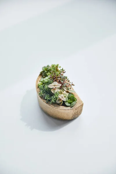 Verde Succulento Vaso Fiori Tavolo Bianco Con Ombra — Foto Stock