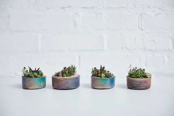 Green Succulents Flowerpots Brick Wall Background — Stock Photo, Image