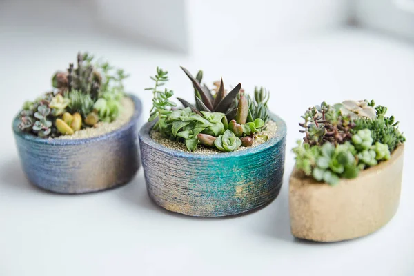 Selective Focus Green Succulents Flowerpots White Background — Stock Photo, Image