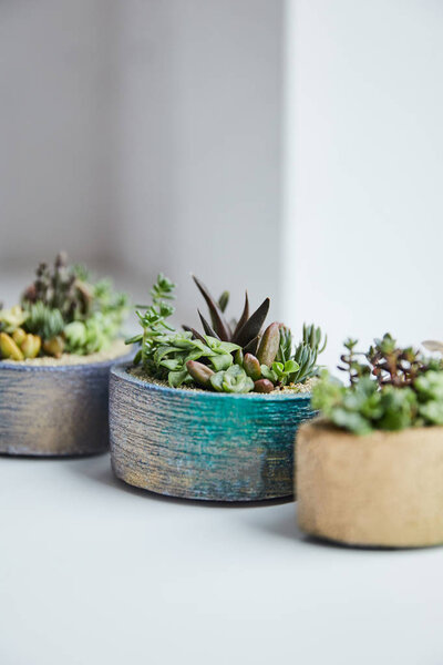 selective focus of exotic succulents in flowerpots on white background