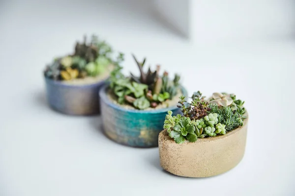 Selective Focus Green Succulents Multicolored Flowerpots White Background — Stock Photo, Image