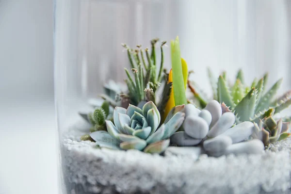 Close View Green Succulents Transparent Glass Cover — Stock Photo, Image
