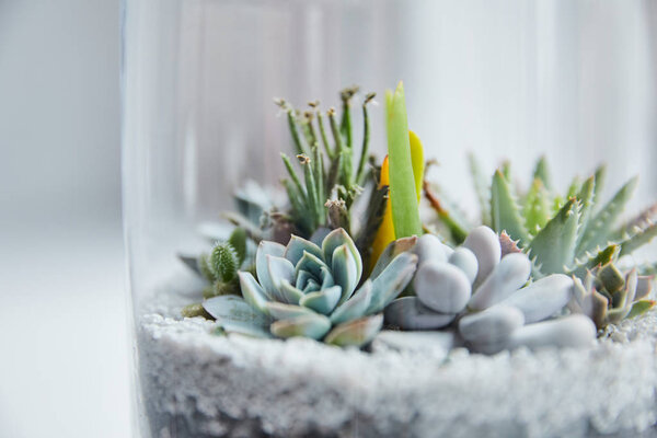 close up view of green succulents under transparent glass cover