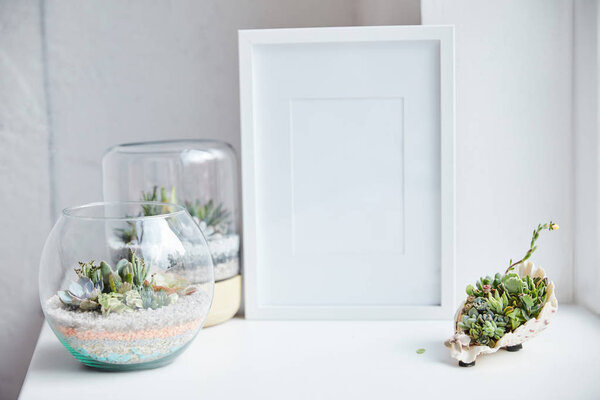 selective focus of green succulents in flowerpots and seashell near empty photo frame on white surface, home decor