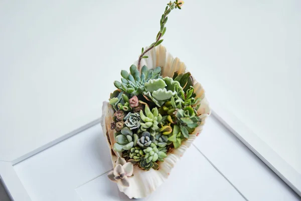 Close View Green Succulents Seashell White Photo Frame — Stock Photo, Image