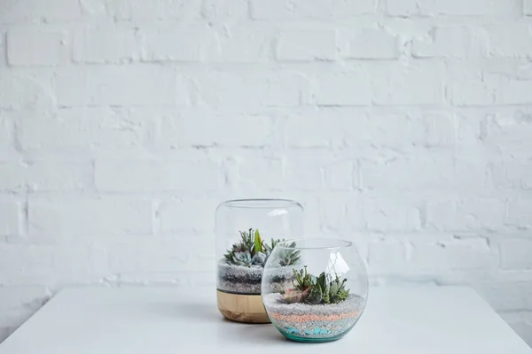 Suculentas Tropicais Decorativas Vasos Vidro Mesa Branca Perto Parede Tijolo — Fotografia de Stock