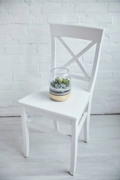 Decorative Exotic Succulents Glass Cover Flowerpot White Chair — Stock Photo, Image