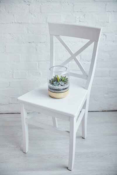 декоративные экзотические суккуленты под стеклянным покрытием в цветочном горшке на белом стуле
