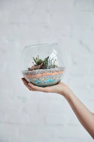 Gedeeltelijke Weergave Van Vrouw Die Groene Vetplanten Glazen Bloempot Witte — Stockfoto