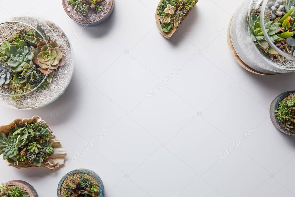top view of green fresh succulents in flowerpots on white background