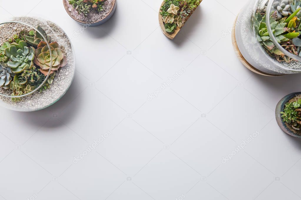 top view of green succulents in glass flowerpots on white background