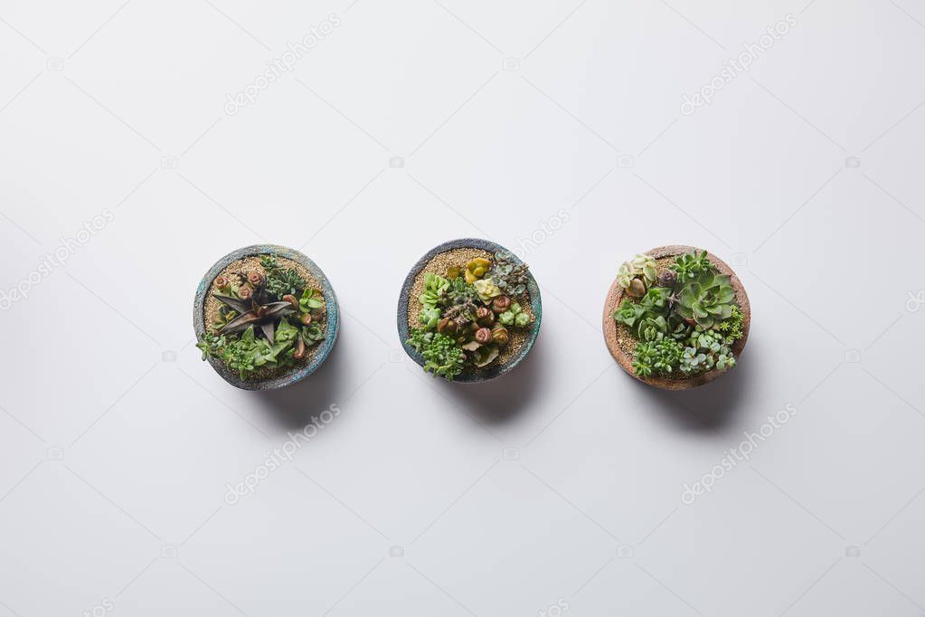 top view of green succulents in three flowerpots on white background