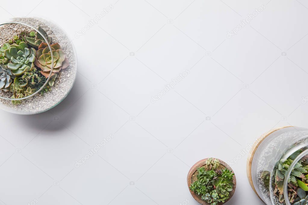 top view of green succulents in glass flowerpots on white background