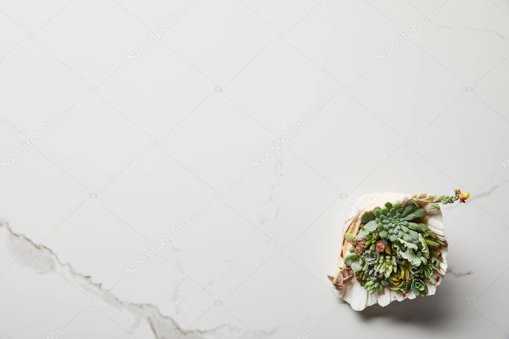 top view of green succulent in seashell on white marble background
