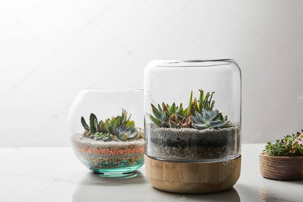 green succulents under glass in flowerpots on marble table on white background