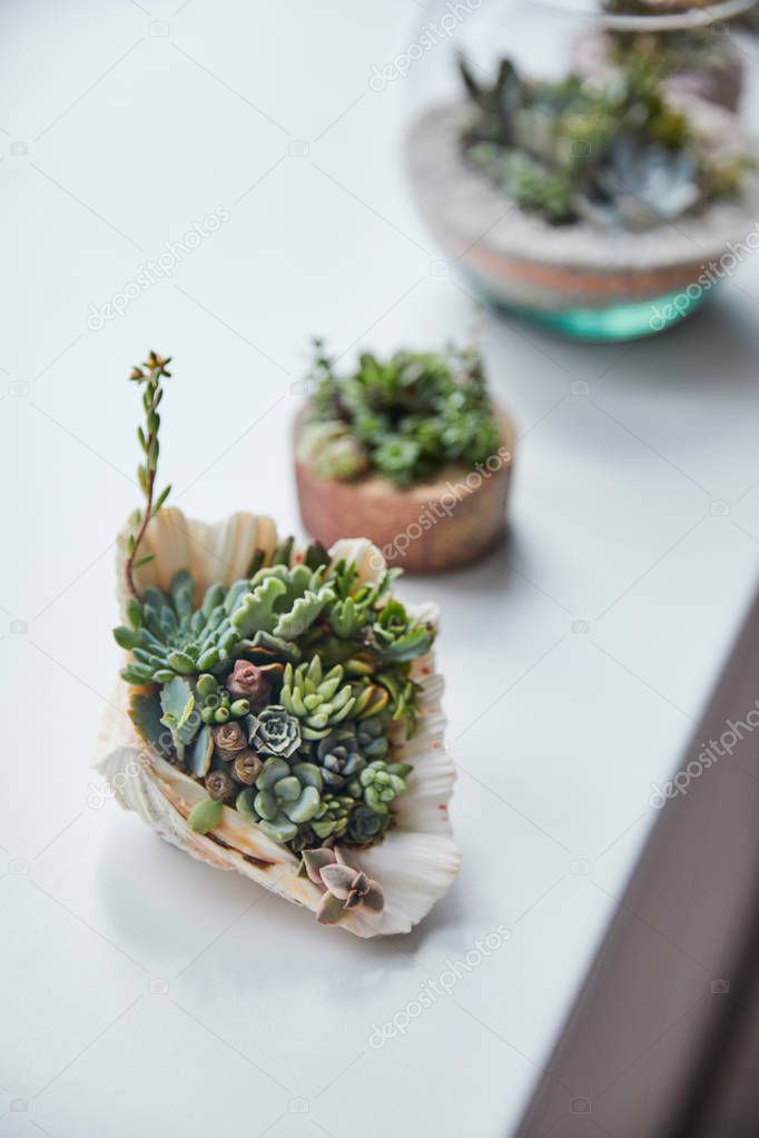 selective focus of green succulent in seashell on white table