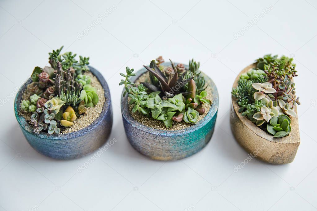 tropical green succulents in small flowerpots on white background