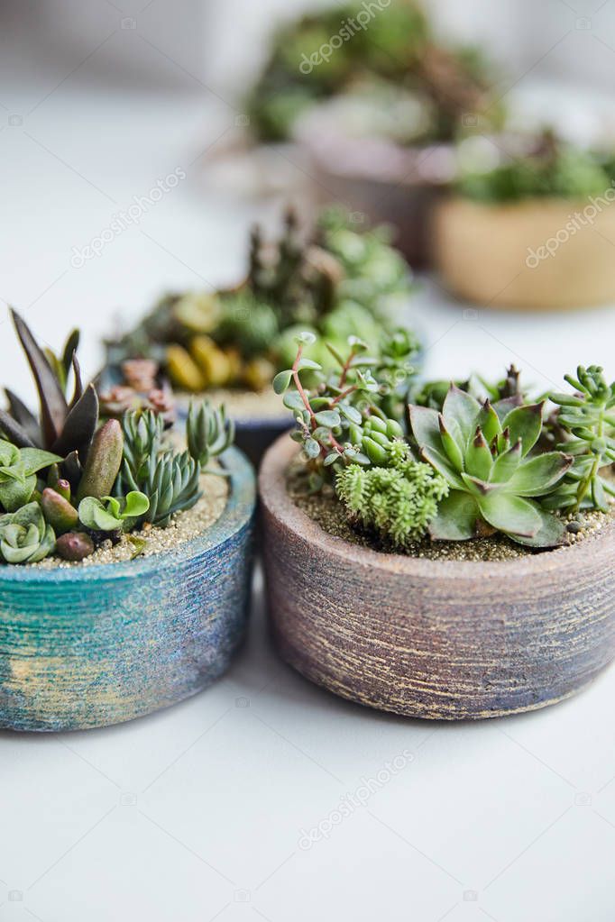 close up view of green succulents in textured flowerpots on white background