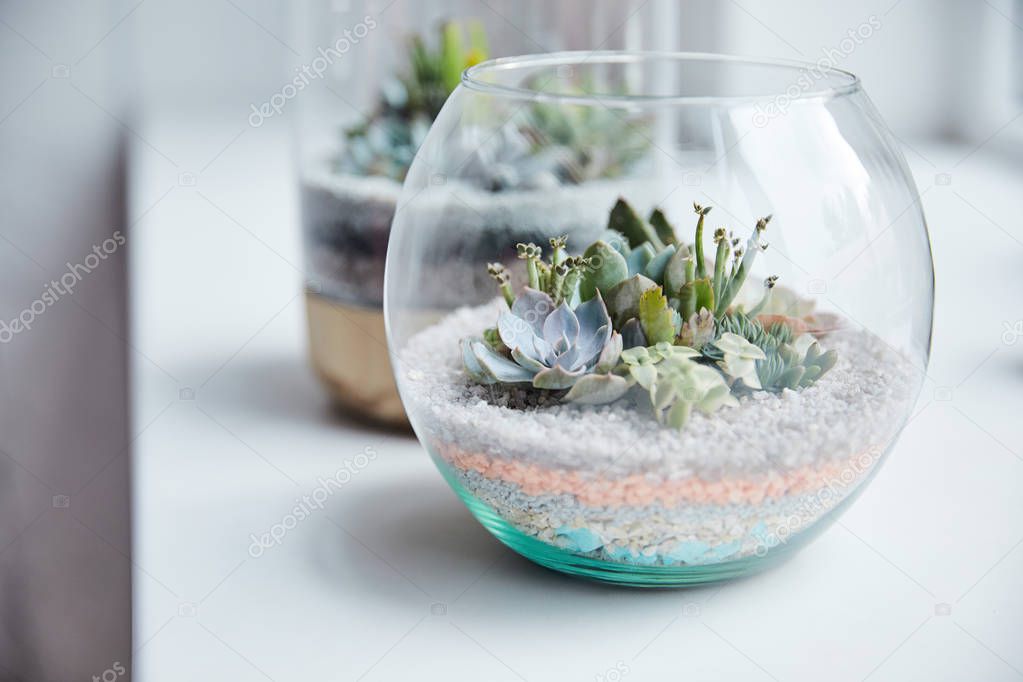 close up view of green succulents in glass flowerpots on white surface with shadows