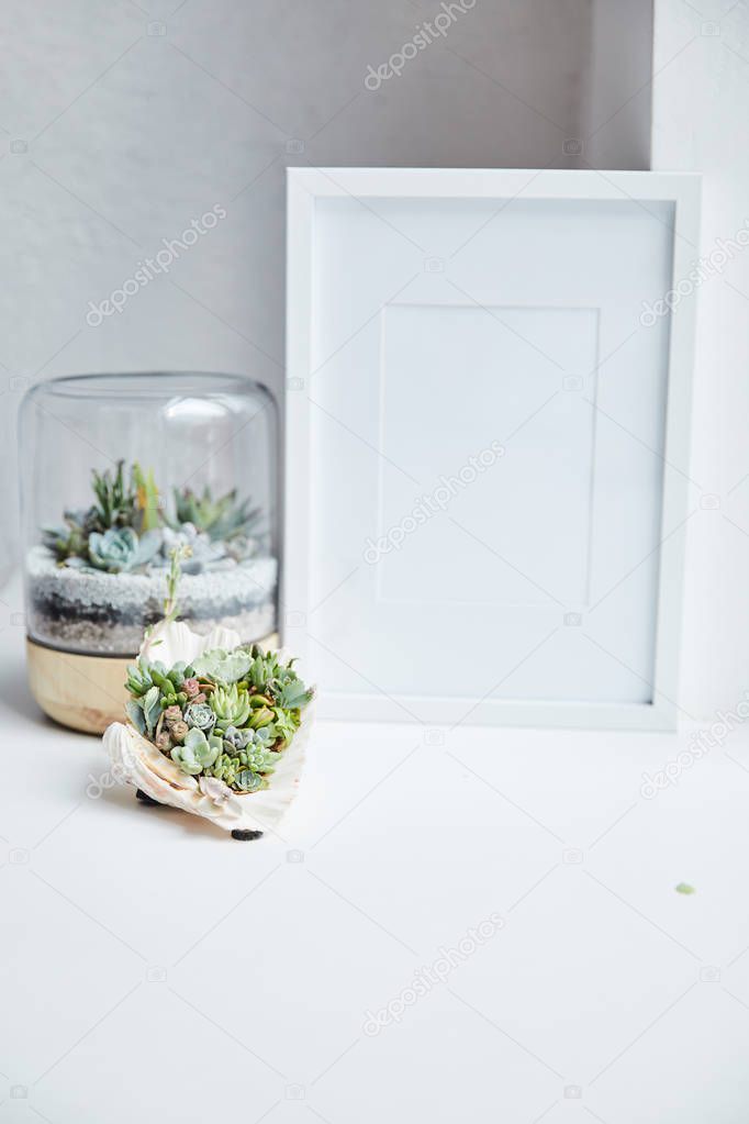 green succulents in flowerpot and seashell near empty photo frame on white surface, home decor