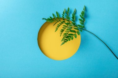 mavi kağıt üzerinde sarı yuvarlak delik yeşil eğrelti otu yaprağı 