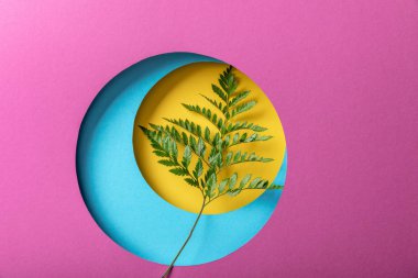 dekoratif renkli kağıt arka plan üzerinde yeşil eğrelti otu yaprağı