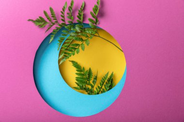 renkli kağıt arka plan üzerinde yeşil dekoratif eğrelti otu yaprakları