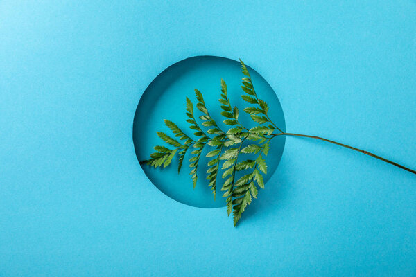 green fern leaf in round hole on blue paper background