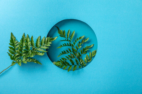 зеленые листья папоротника в круглом отверстии на голубой бумаге
 