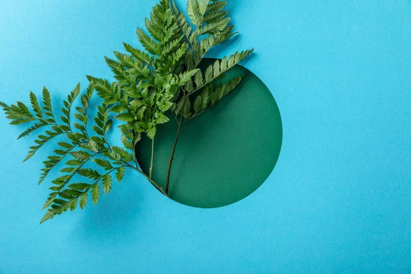 Mavi Kağıt Üzerinde Yuvarlak Delik Dekoratif Eğrelti Otu Yaprakları — Stok fotoğraf