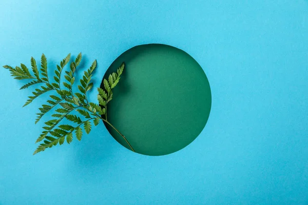 Πράσινο Φύλλο Φτέρης Στρογγυλή Τρύπα Μπλε Χαρτί Χώρο Αντιγραφής — Φωτογραφία Αρχείου