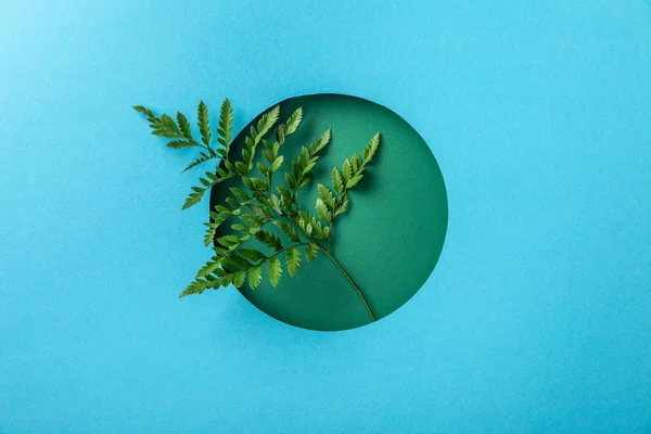 Geometrischer Hintergrund Mit Grünem Farnblatt Rundem Loch Auf Blauem Papier — Stockfoto