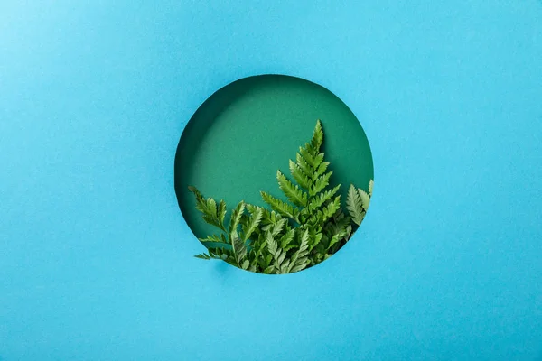 Liść Paproci Zielonym Okrągłym Otworze Niebieskim Papierze — Zdjęcie stockowe