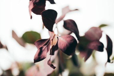 selective focus of decorative eucalyptus branches isolated on white clipart