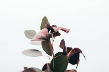 beyaz izole dekoratif okaliptüs dalları yakın