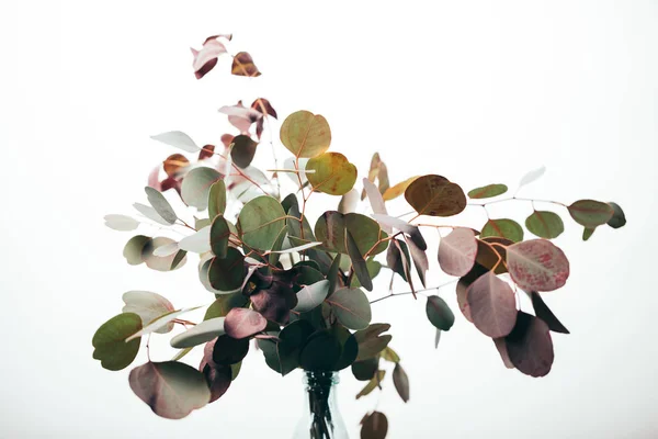 Groene Decoratieve Eucalyptus Takken Vaas Geïsoleerd Wit — Stockfoto