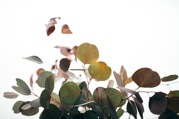 selective focus of decorative eucalyptus branches isolated on white