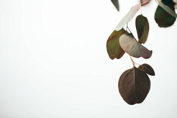 green eucalyptus leaves isolated on white with copy space