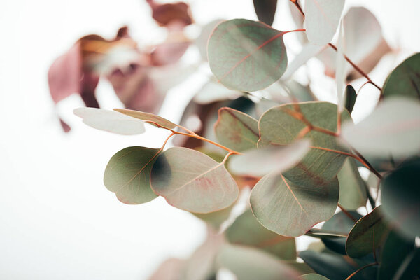 selective focus of green eucalyptus leaves isolated on white