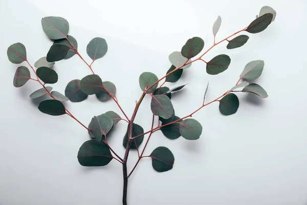 Felülnézet Zöld Eukaliptusz Ágak Fehér — Stock Fotó