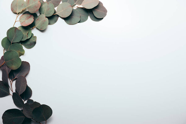 top view of green eucalyptus branches with leaves on white with copy space