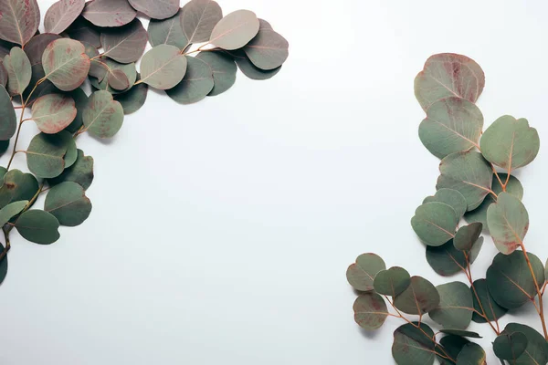 top view of green eucalyptus branches on white with copy space