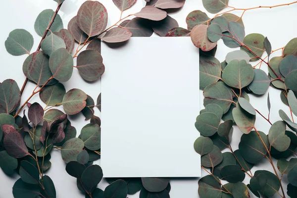 Vue Dessus Des Feuilles Eucalyptus Avec Page Vide Sur Blanc — Photo