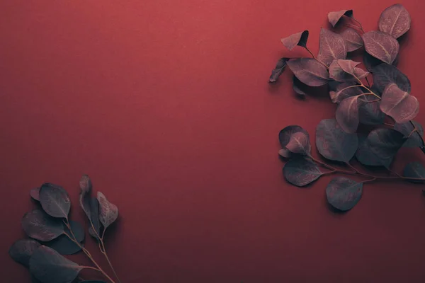 Верхний Вид Эвкалиптовых Ветвей Красном Копировальным Пространством — стоковое фото