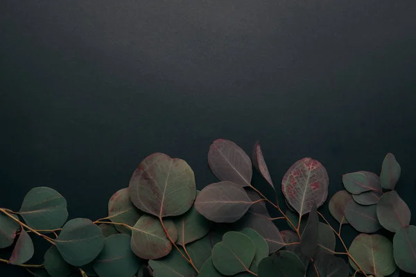 Bovenaanzicht Van Eucalyptus Takken Zwart Met Kopieer Ruimte — Stockfoto