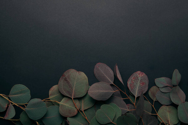 top view of eucalyptus branches on black with copy space