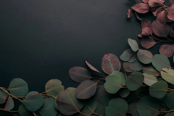 Вид Зеленых Эвкалиптовых Ветвей Черном Копировальным Пространством — стоковое фото