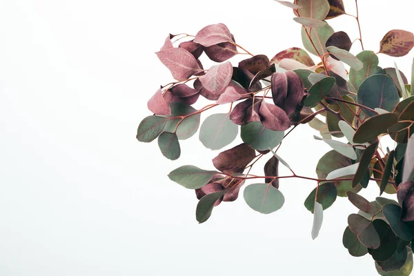 Gros Plan Des Feuilles Vertes Eucalyptus Isolées Sur Blanc — Photo