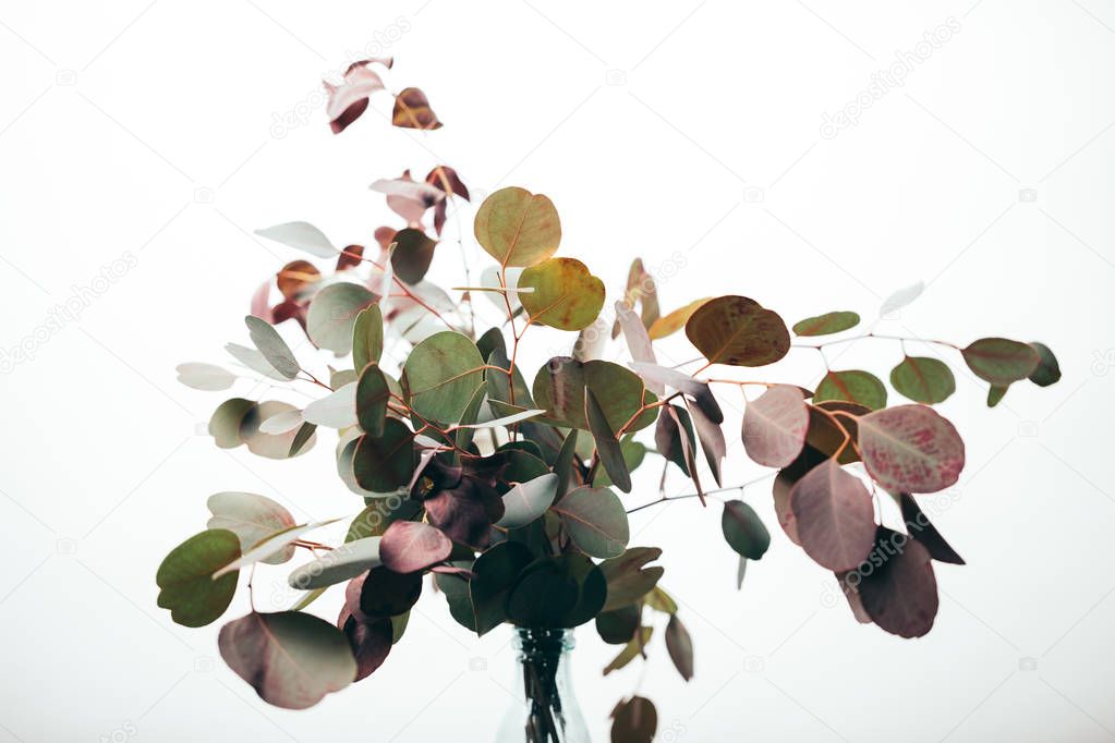 green decorative eucalyptus branches in vase isolated on white